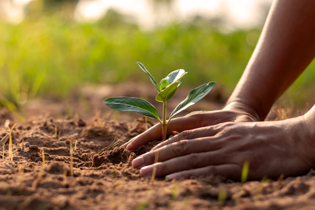 Human Hands Planting Seedling on Soil